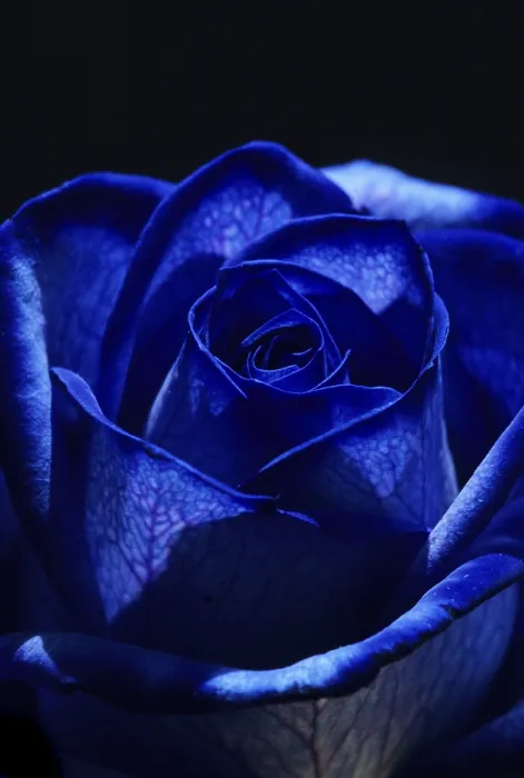 Framed Print : Close-up View of a Blue Rose Print Framed Print : Close-up View of a Blue Rose Print