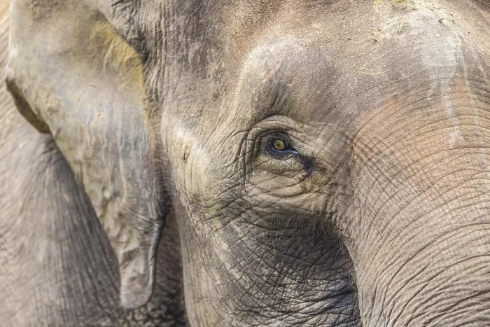 Framed Print : Elephant Face Close-up Print Framed Print : Elephant Face Close-up Print