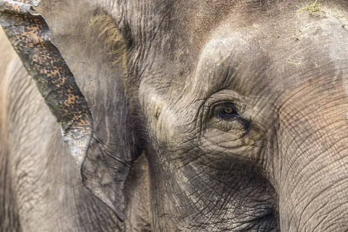 Framed Print : Elephant Face Print Framed Print : Elephant Face Print