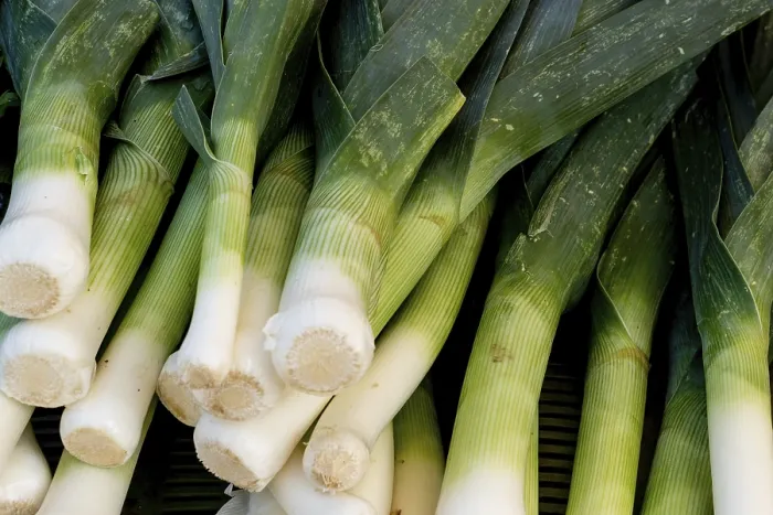 Framed Print : Close-up View of Organic Leeks Print Framed Print : Close-up View of Organic Leeks Print