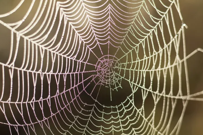Framed Print : Close-up Print of a Spider's Web with Bokeh and Water Drop Framed Print : Close-up Print of a Spider's Web with Bokeh and Water Drop