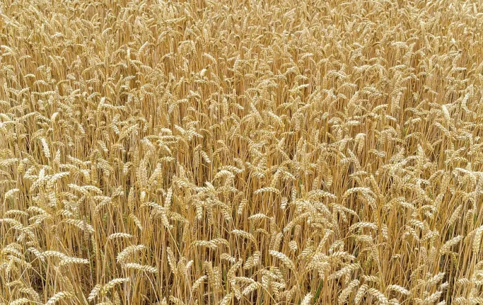 Framed Print : Close up of wheats in the field Print Framed Print : Close up of wheats in the field Print