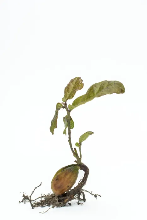 Framed Print : Young Oak Tree Print on White Background Framed Print : Young Oak Tree Print on White Background