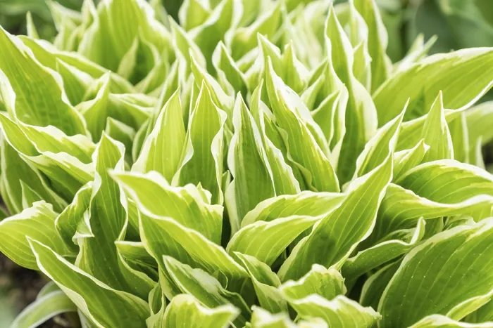 Framed Print : Close-up Print of Young Hosta Leaves Framed Print : Close-up Print of Young Hosta Leaves