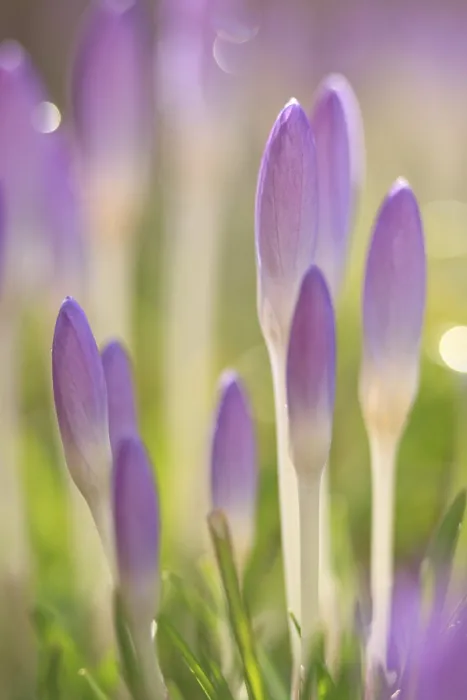 Framed Print : Closed Crocuses Print with Backlighting Framed Print : Closed Crocuses Print with Backlighting