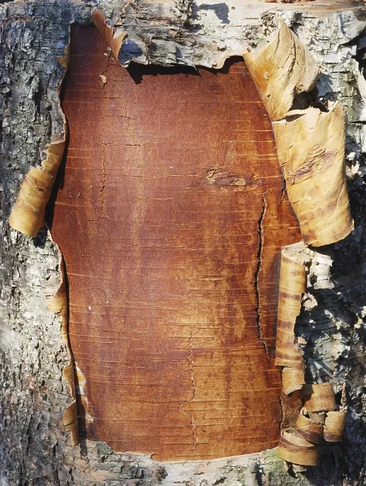 Framed Print : Closeup of the bark of a birch tree Print Framed Print : Closeup of the bark of a birch tree Print