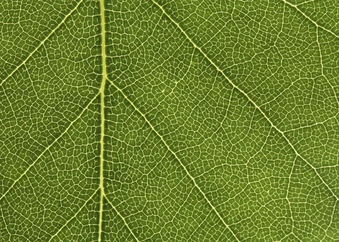 Framed Print : Closeup of a Birch Leaf Print Framed Print : Closeup of a Birch Leaf Print