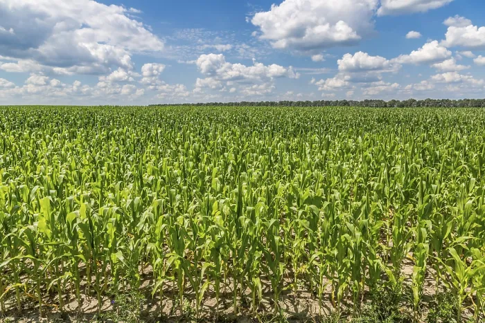 Framed Print : Closeup of a Field of Corn Ready for Harvest Print Framed Print : Closeup of a Field of Corn Ready for Harvest Print