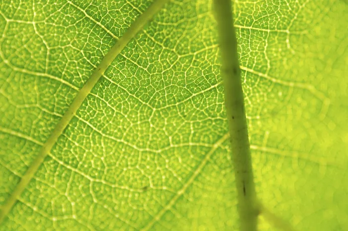 Framed Print : Closeup of a green leaf in backlight Print Framed Print : Closeup of a green leaf in backlight Print
