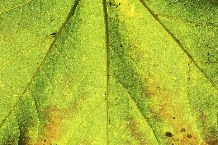 Framed Print : Closeup Macro Print of Maple Leaf Texture Framed Print : Closeup Macro Print of Maple Leaf Texture