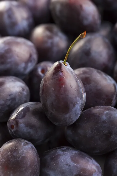 Framed Print : Closeup of Plums Print