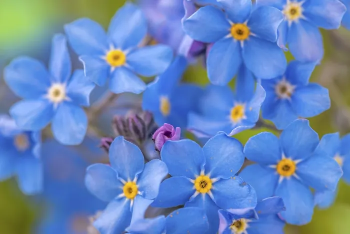 Framed Print : Close-up Print of Myosotis sylvatica Blue Forget-me-nots Framed Print : Close-up Print of Myosotis sylvatica Blue Forget-me-nots