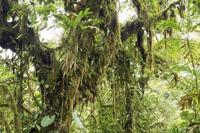Framed Print : Monteverde Cloud Forest Vegetation Print, Costa Rica Framed Print : Monteverde Cloud Forest Vegetation Print, Costa Rica