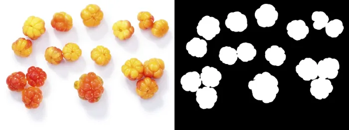 Framed Print : Cloudberries (Rubus chamaemorus) Print - Top View