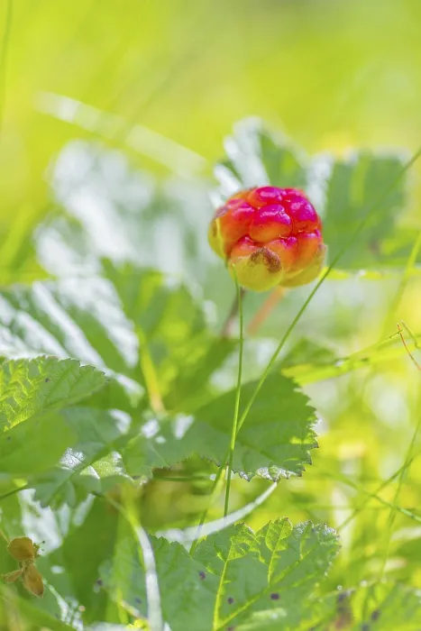 Framed Print : Cloudberry Print, Agder, Norway Framed Print : Cloudberry Print, Agder, Norway