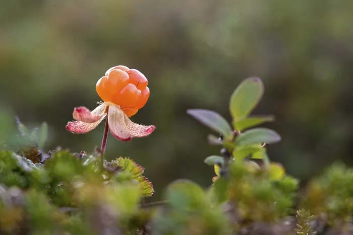 Framed Print : Cloudberry Print, Finnmark, Norway Framed Print : Cloudberry Print, Finnmark, Norway