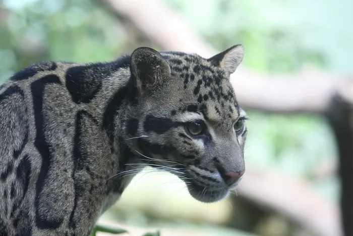 Framed Print : Clouded Leopard Print - ImageBROKER