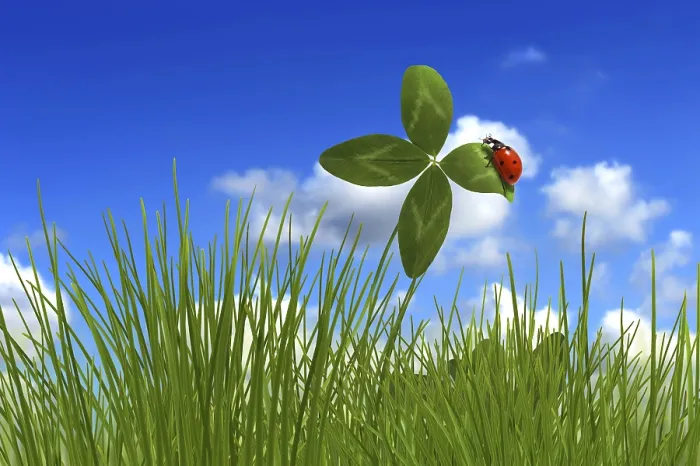 Framed Print : Clover 15 Print from imageBROKER Framed Print : Clover 15 Print from imageBROKER