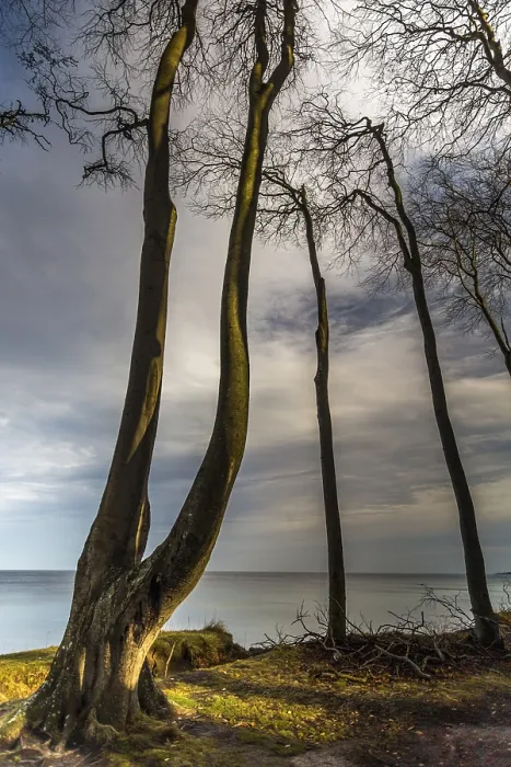 Framed Print : Coastal Forest Print - Dense Vegetation Framed Print : Coastal Forest Print - Dense Vegetation