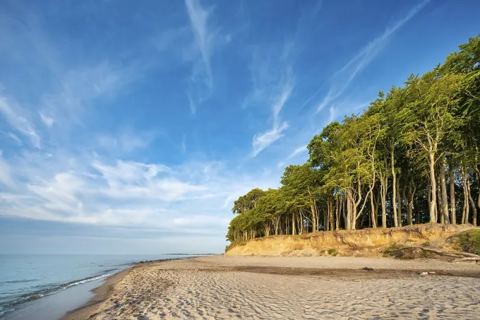 Framed Print : Coastal Forest Evening Light Print, Baltic Sea Germany