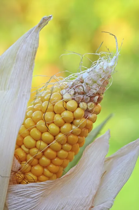 Framed Print : Cob of Corn (Zea mays) Print Framed Print : Cob of Corn (Zea mays) Print