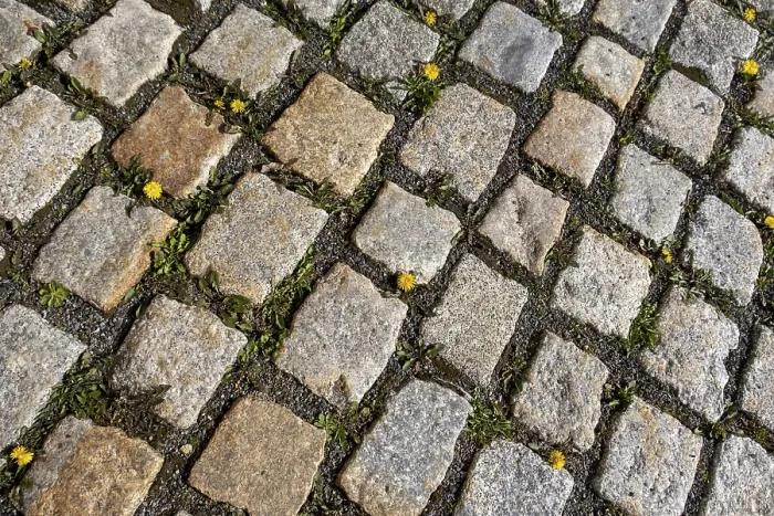 Framed Print : Cobbles with Dandelions Print