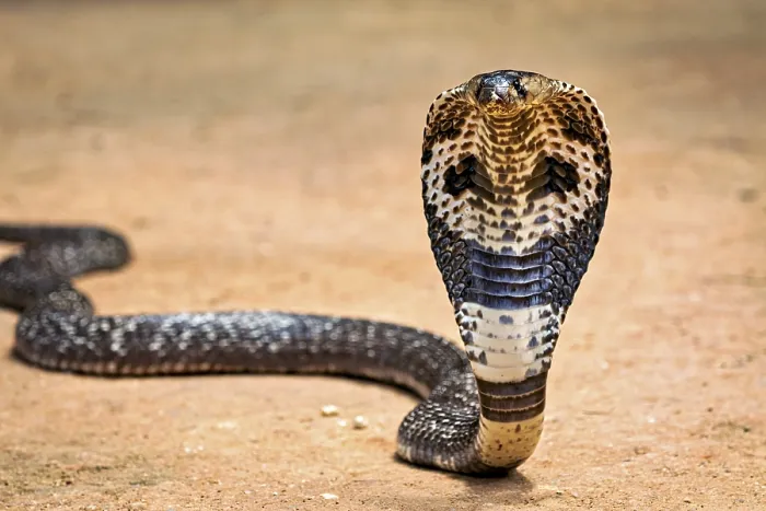 Framed Print : Indian Cobra Print - Cobra upright on sandy ground Framed Print : Indian Cobra Print - Cobra upright on sandy ground
