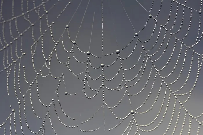 Framed Print : Cobweb, Dew, Dewdrops Print Framed Print : Cobweb, Dew, Dewdrops Print