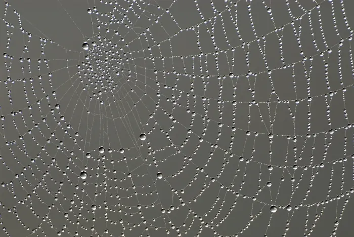 Framed Print : Cobweb with Dew Drops Print Framed Print : Cobweb with Dew Drops Print