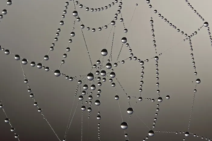 Framed Print : Cobweb with dew drops Print Framed Print : Cobweb with dew drops Print