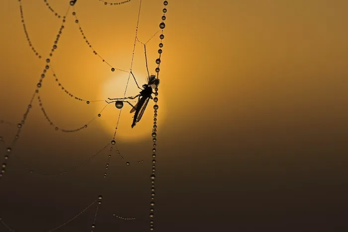 Framed Print : Cobweb with dew at sunrise Print Framed Print : Cobweb with dew at sunrise Print