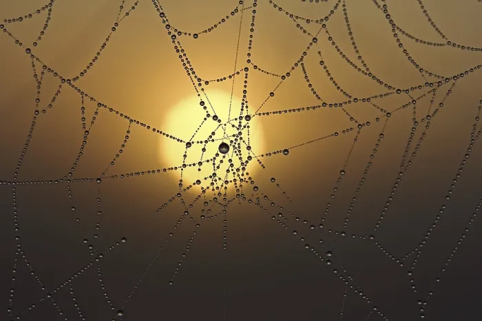 Framed Print : Cobweb with dew at sunrise Print Framed Print : Cobweb with dew at sunrise Print