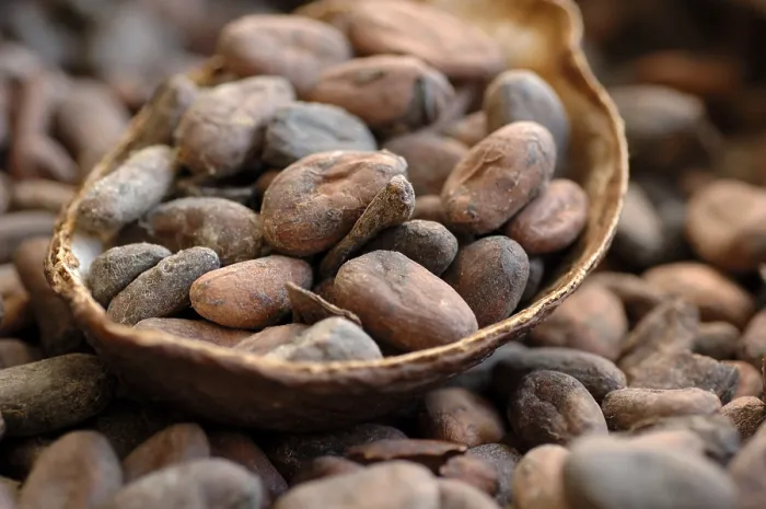 Framed Print : Cocoa Bean Print Framed Print : Cocoa Bean Print