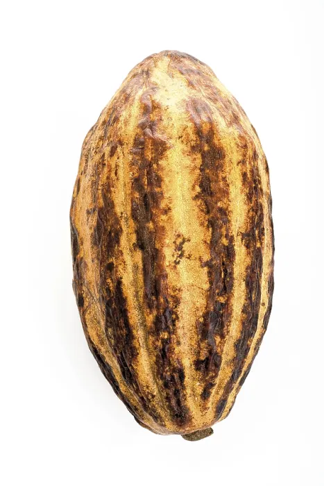 Framed Print : Cocoa Fruit Print Framed Print : Cocoa Fruit Print