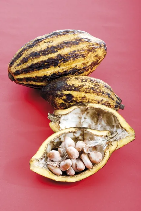 Framed Print : Cocoa Plant Print Framed Print : Cocoa Plant Print