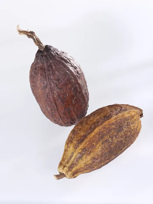 Framed Print : Cocoa Pods Print Framed Print : Cocoa Pods Print