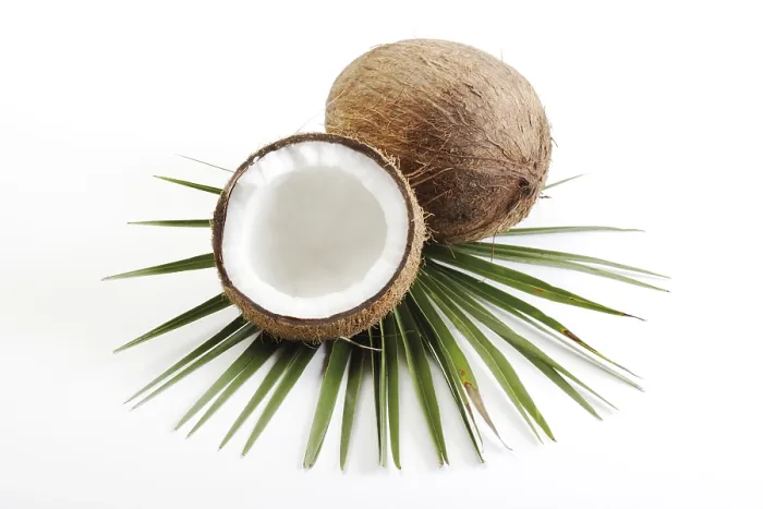 Framed Print : Coconuts and Palm Leaf Print Framed Print : Coconuts and Palm Leaf Print