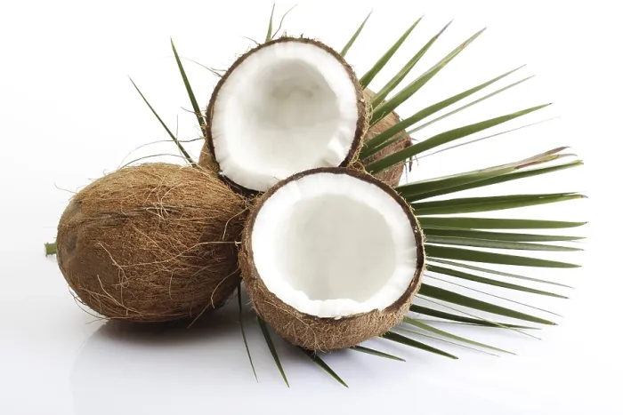 Framed Print : Coconuts and Palm Leaf Print Framed Print : Coconuts and Palm Leaf Print