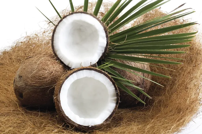 Framed Print : Coconuts and Palm Leaf Print Framed Print : Coconuts and Palm Leaf Print