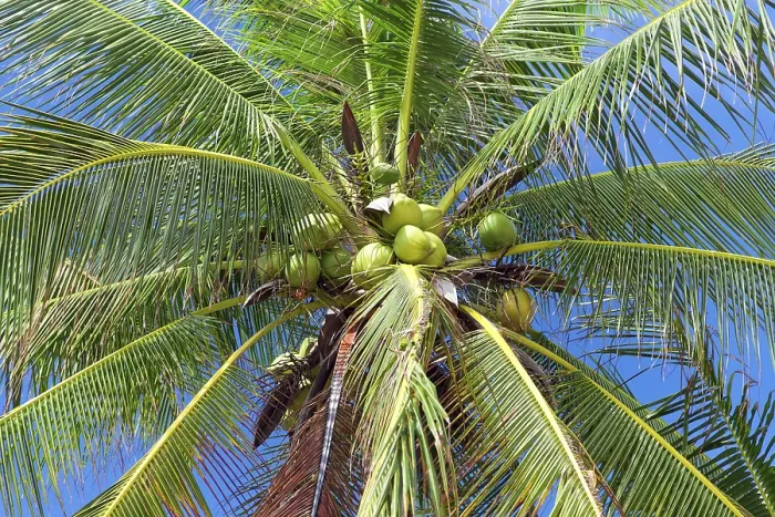 Framed Print : Close-up Print of Coconuts on Palm Tree Framed Print : Close-up Print of Coconuts on Palm Tree