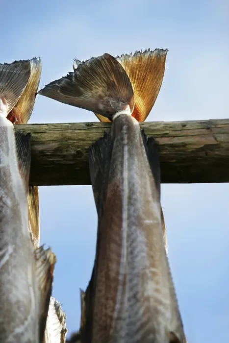 Framed Print : Cod Drying Print: Traditional Fishing Method Framed Print : Cod Drying Print: Traditional Fishing Method