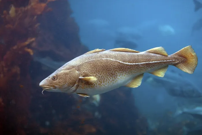 Framed Print : Print of Atlantic Cod (Gadus morhua) Framed Print : Print of Atlantic Cod (Gadus morhua)