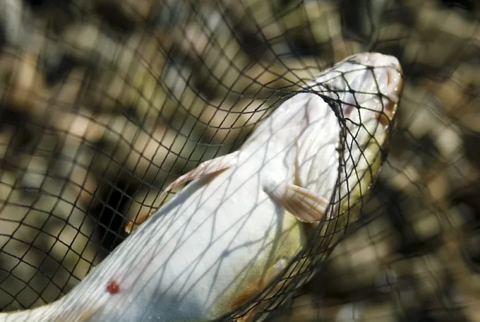 Framed Print : Hand Net Captured Cod Print Framed Print : Hand Net Captured Cod Print