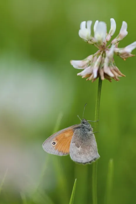 Framed Print : Coenonympha Pamphilus Print - Small Heath Butterfly Framed Print : Coenonympha Pamphilus Print - Small Heath Butterfly