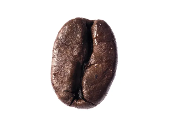 Framed Print : Coffee Bean Print Framed Print : Coffee Bean Print