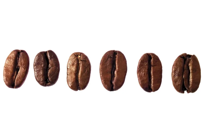 Framed Print : Coffee Beans in a Row Print Framed Print : Coffee Beans in a Row Print