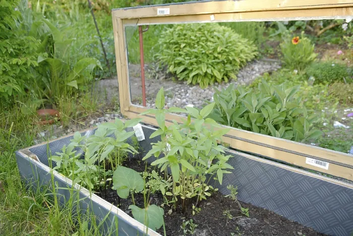 Framed Print : Cold Frame Print - Winter Garden Scene Framed Print : Cold Frame Print - Winter Garden Scene
