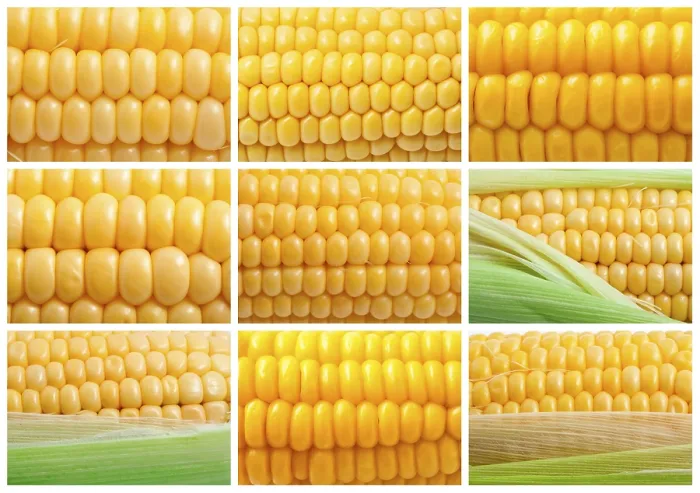 Framed Print : Yellow Corn Print Collection Framed Print : Yellow Corn Print Collection