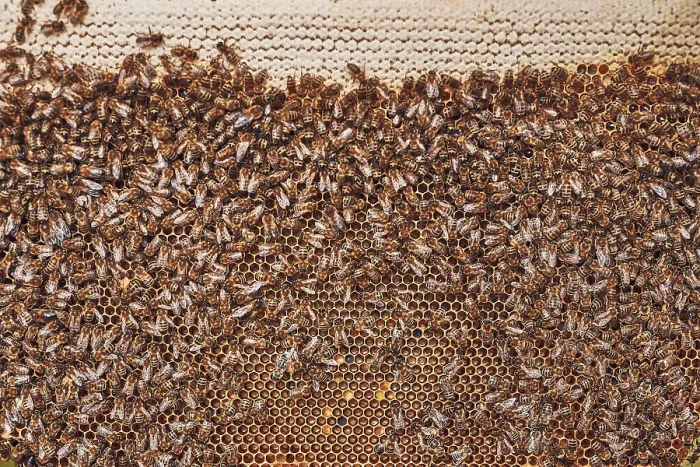Framed Print : Colony of Bees: Print of Beekeeper Working in Apiary Framed Print : Colony of Bees: Print of Beekeeper Working in Apiary
