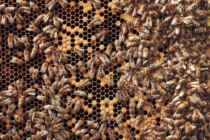 Framed Print : Colony of Bees: Print of Beekeeper Working in Apiary Framed Print : Colony of Bees: Print of Beekeeper Working in Apiary